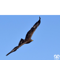 گونه عقاب صحرایی Aquila nipalensis